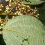 Leandra grandifolia Blomma