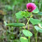 Malva trimestris 花