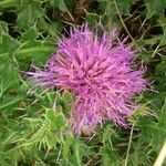 Cirsium acaulon 花