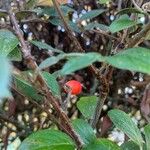 Cotoneaster integerrimus Frukt