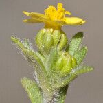 Hemizonella minima Flower