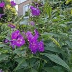 Phlox maculata Flor