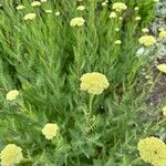 Achillea filipendulina 形态