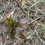 Fritillaria camschatcensis Агульны выгляд