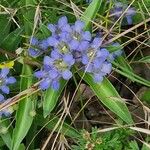 Gentiana decumbens