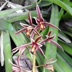 Cymbidium aloifolium Floare