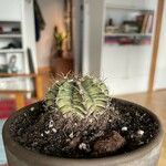 Gymnocalycium anisitsii Hoja