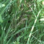 Agrostis gigantea Flower