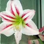 Hippeastrum vittatum Floare