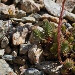 Petrosedum montanum Blatt