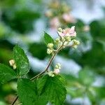 Rubus ulmifolius Fleur