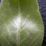 Salix daltoniana Leaf