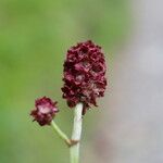 Sanguisorba officinalis Cvet