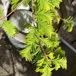 Metasequoia glyptostroboides ഇല