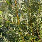 Salix schwerinii Corteza