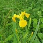 Iris juncea 花