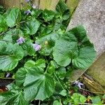 Campanula poscharskyanaBlatt