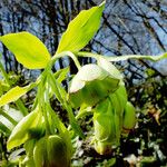 Helleborus foetidus Flor