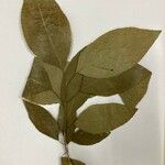 Critonia sexangularis Hoja