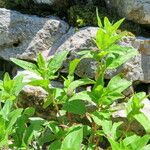 Oenothera tetragona 葉