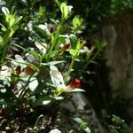 Polygaloides chamaebuxus Flower