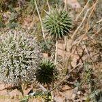 Echinops echinatus Hábito