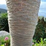 Dracaena draco Bark