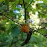 Rubus spectabilisVili