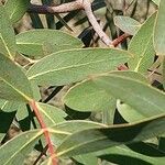 Eucalyptus parvula Hoja