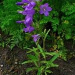 Campanula sibirica Habitus