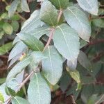 Ficus coronata Fuelha