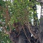 Ficus maxima Folla