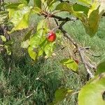 Malus toringo Frucht