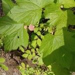 Rubus parviflorusGyümölcs