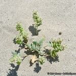 Dithyrea californica Агульны выгляд