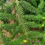 Picea orientalis Liść