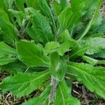 Erigeron pulchellus 葉