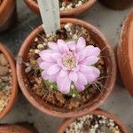 Gymnocalycium anisitsii Flor