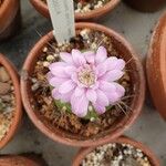 Gymnocalycium anisitsii Кветка