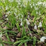 Allium triquetrumFlower