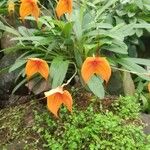 Masdevallia veitchiana Λουλούδι