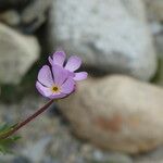 Androsace laggeri Flors