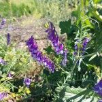 Vicia dasycarpa Кветка