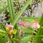 Begonia fischeri Кветка