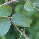 Flacourtia indica Blatt
