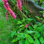 Persicaria orientalis Кветка