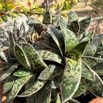 Gasteria obliqua Leaf