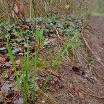 Melica nutans Habitat