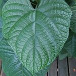 Clerodendrum paniculatum Hoja