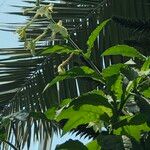 Nicotiana spp. Habit